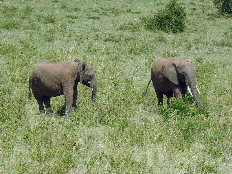 ULTIMO SAFARI EN MASAI MARA. IDILIO ENTRE LEONES. EL RINO SE DEJA VER - Un poquito de Kenia: Lagos Naivasha y Nakuru, Samburu y Masai Mara (24)