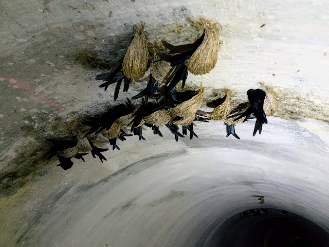 Rawang Bypass Highway Tunnel Bird Nest