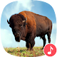 Download Appp.io - Buffalo and Bison sounds For PC Windows and Mac 1.0.3