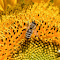 Item logo image for Bee insect pollinate