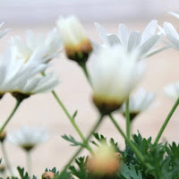 Marguerites di 