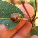 Paropsis leaf beetle