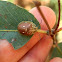 Paropsis leaf beetle