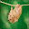 Hamster HD Wallpapers New Tabb