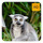 Lemur Wallpaper HD New Tab Theme©