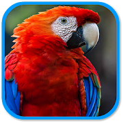 Parrot Sound  Icon