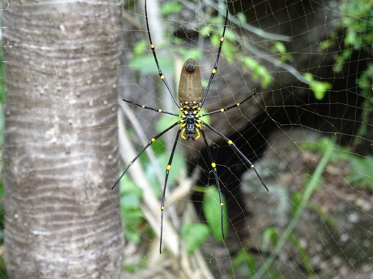 Golden Orb Weaving Spider