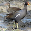 Common Moorhen