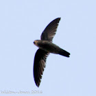 Black-nest Swiftlet