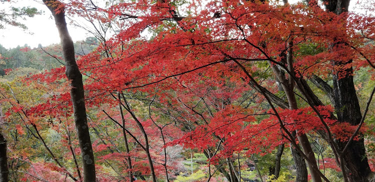 の投稿画像58枚目