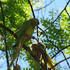 periquito-rabo-de-junco