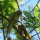 periquito-rabo-de-junco