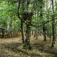 Bosco autunnale di 