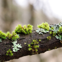 Moss on the tree