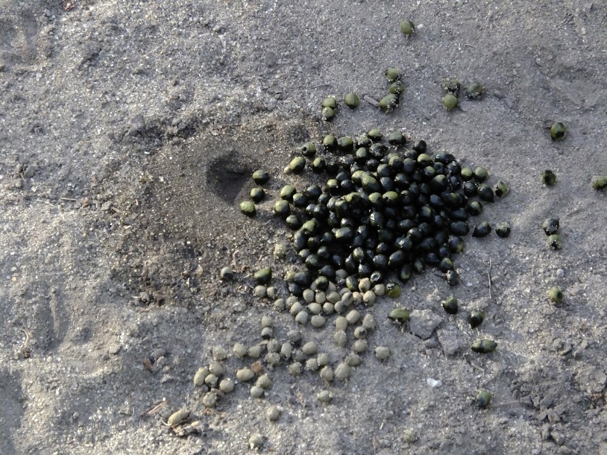 dikdik droppings