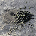 dikdik droppings