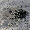 dikdik droppings