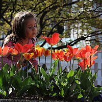 Come un petalo di tulipano di 