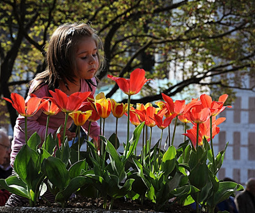 Come un petalo di tulipano di giothebike