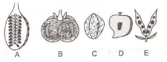 Fruit