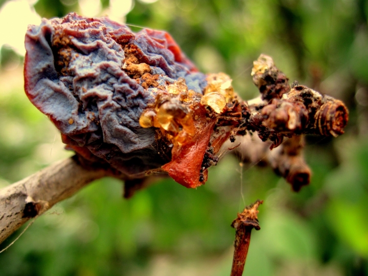 Prunus di utente cancellato