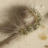 Fall webworm