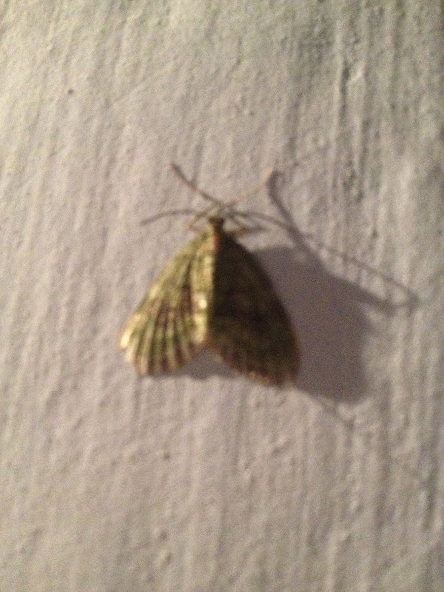 Moth