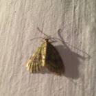 Moth