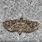 Crambid moth