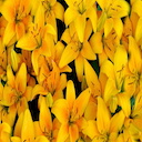 Yellow Lilies Theme