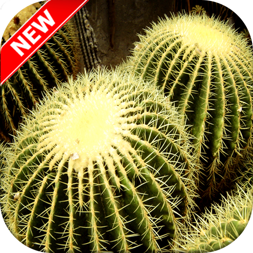 Cactus Wallpaper Aplicații Pe Google Play