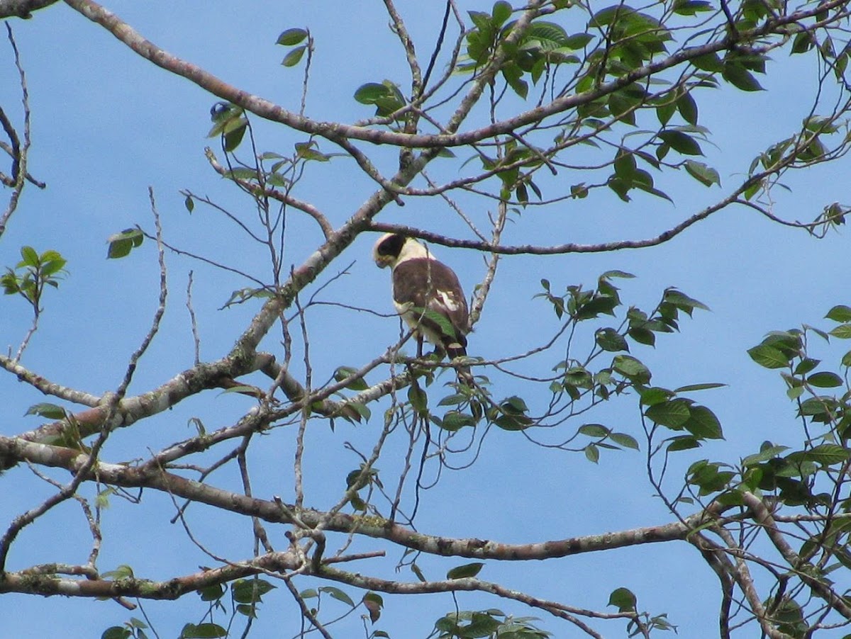 Laughing Hawk