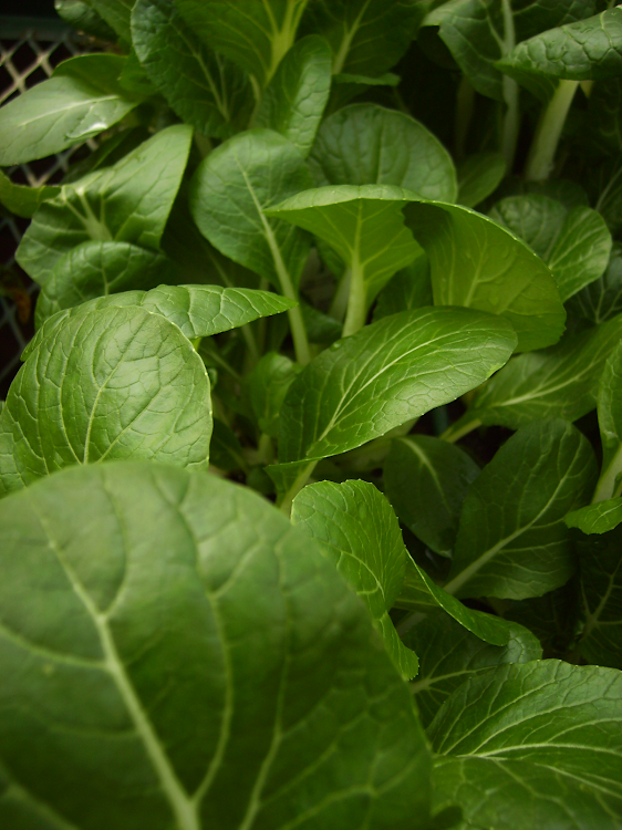 Bok Choi seedlings.