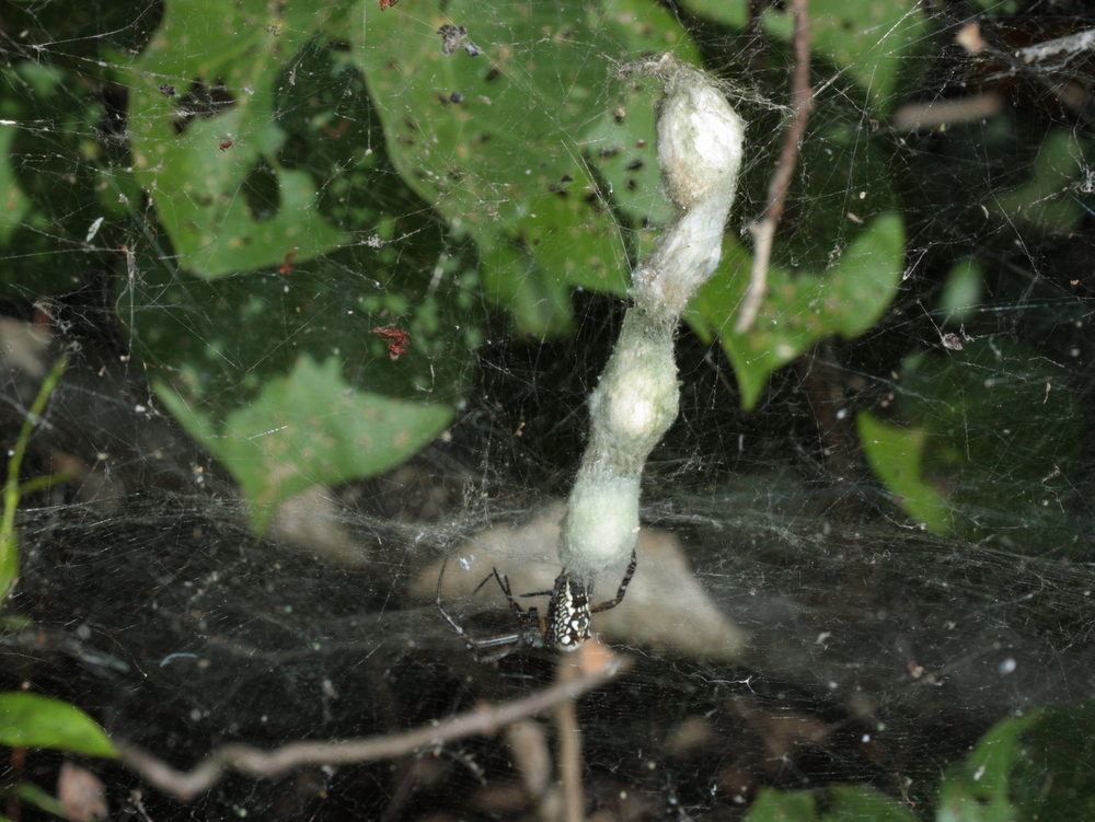 Tent spider with egg sac collection