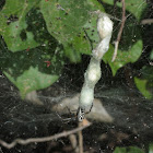 Tent spider with egg sac collection