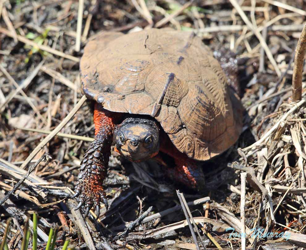 Wood Turtle