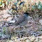 Blackcap; Curruca Capirotada