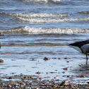 Brant Goose