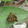 Skipper Butterfly