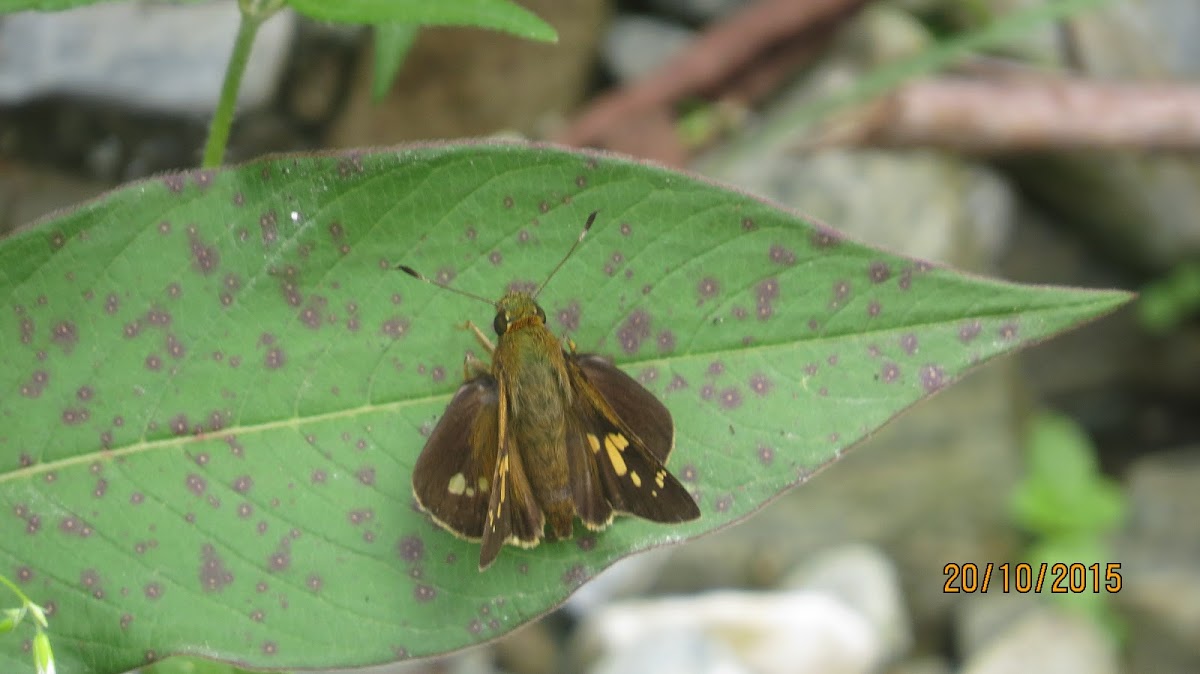 Skipper Butterfly