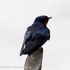 Pacific Swallow