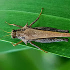 Spiny Pygmy grasshopper