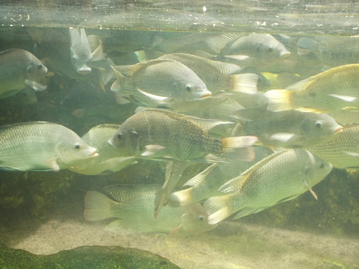 White Nile Tilapia