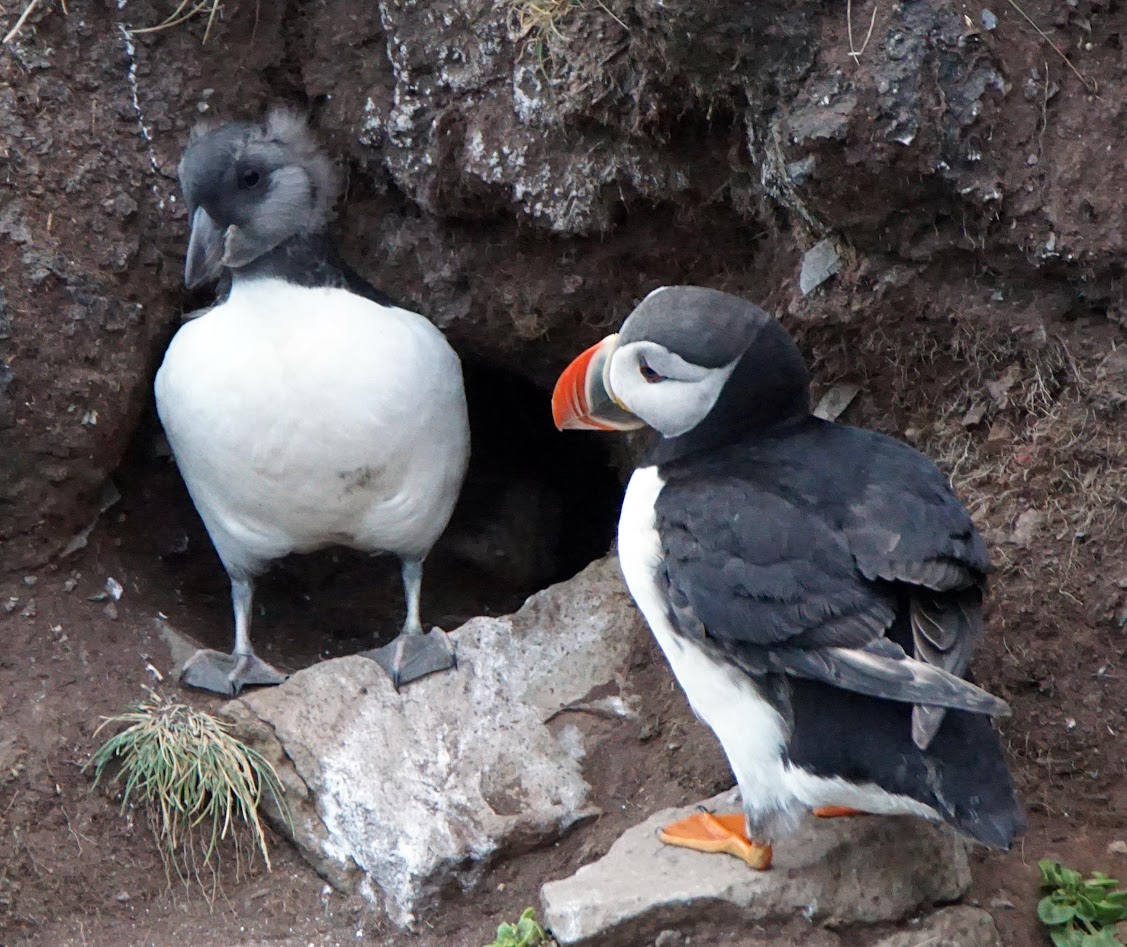 Исландия - родина слонов (архипелаг Vestmannaeyjar, юг, север, запад и Центр Пустоты)