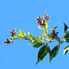 Greek silkvine (Περιπλόκα η Ελληνική)