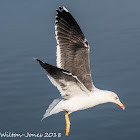 Lesser Black-backed Gull