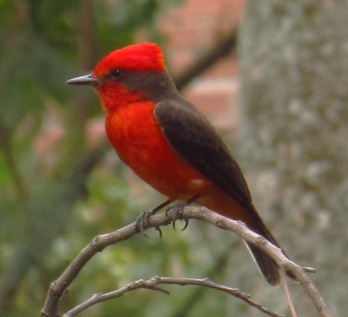 Mosquero Cardenal