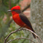 Mosquero Cardenal