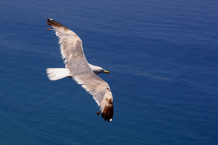 Volo sul Mediterraneo di Francesca Malavasi