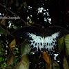 Blue mormon